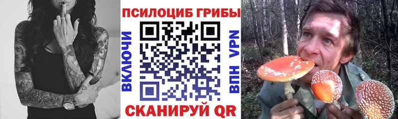 Псилоцибиновые грибы мицелий  Купить  Шлиссельбург 